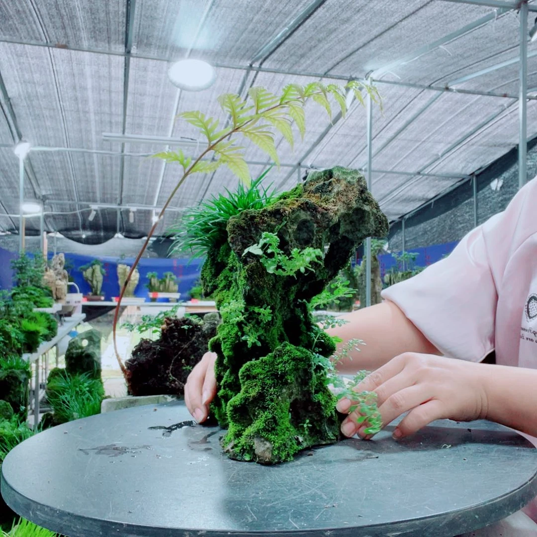 濤****当前无花栽培后可以开花