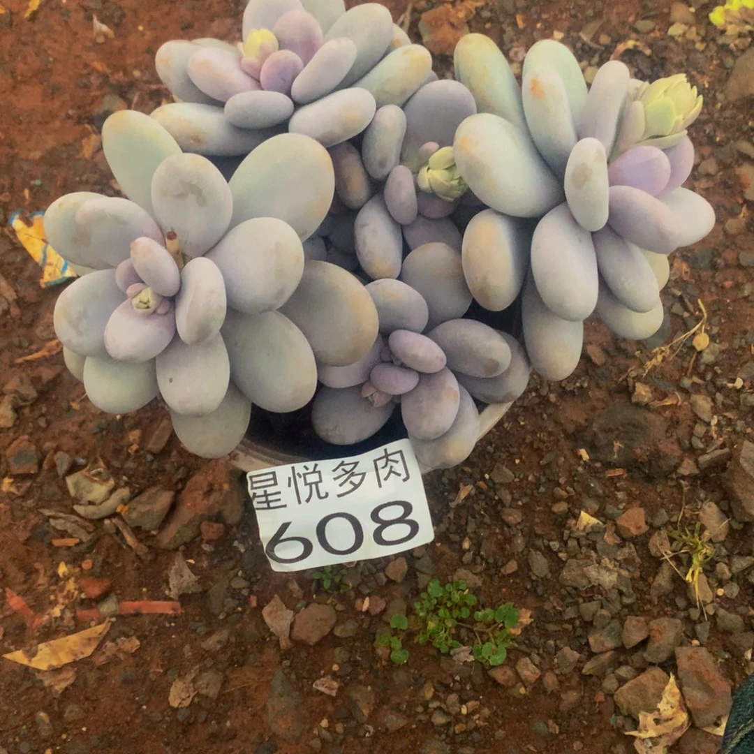 ?****?星悦多肉 小陈雪球608