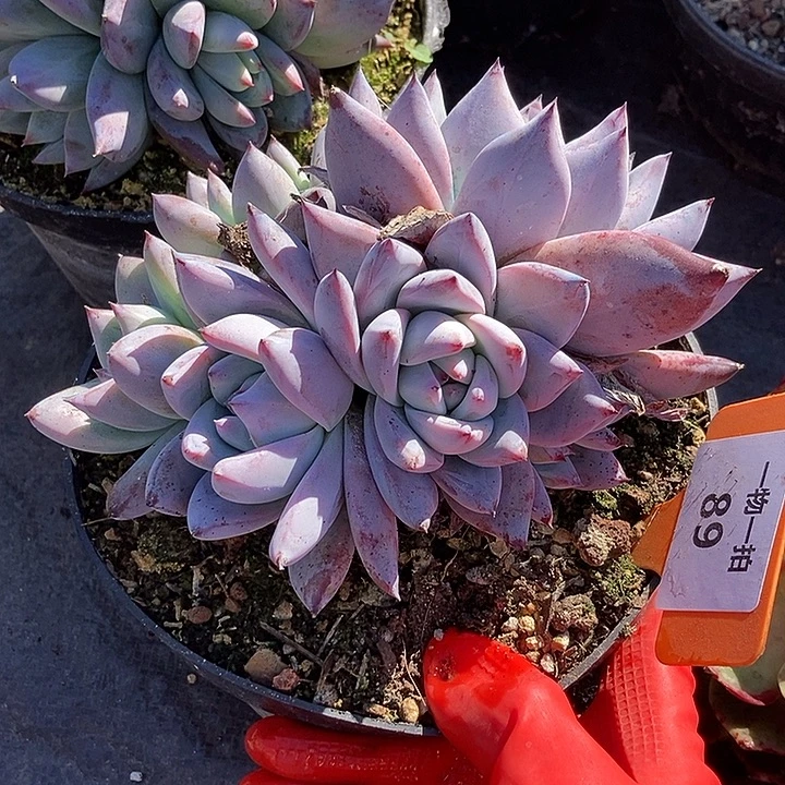 89 一物一拍不退不换