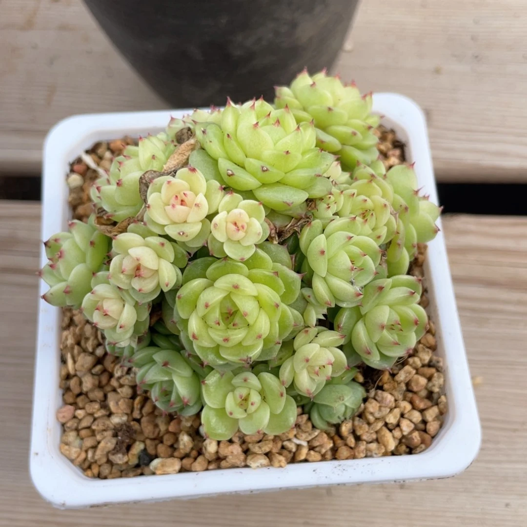 k****n优选麦杆福利1091