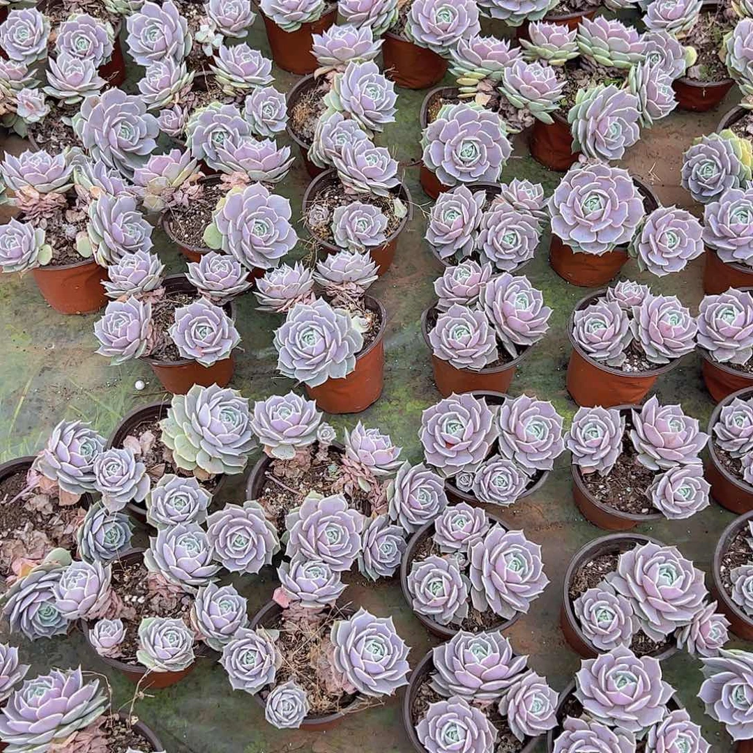 露娜莲 多肉植物