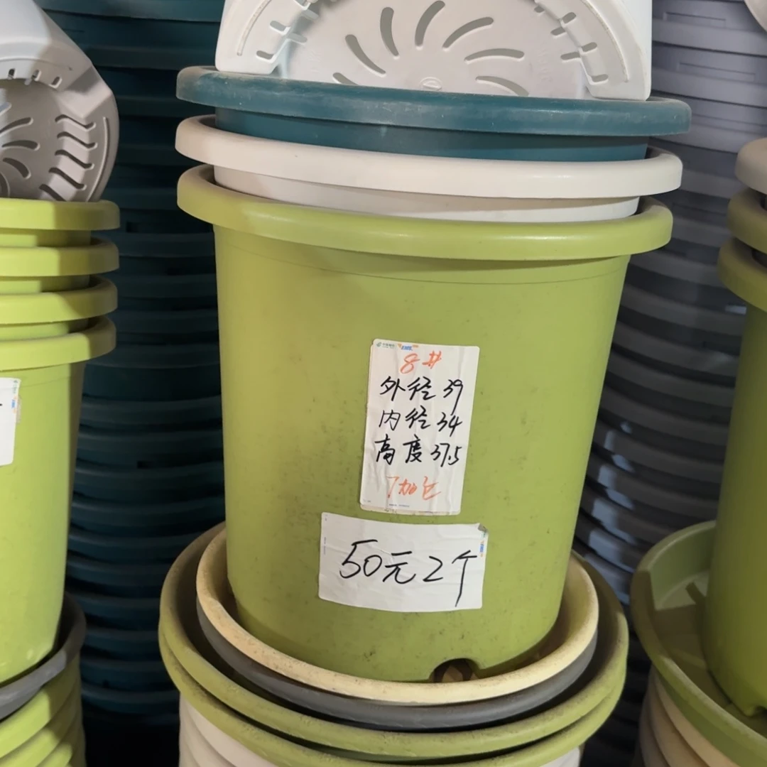 四季8#口径39无拖果绿3个