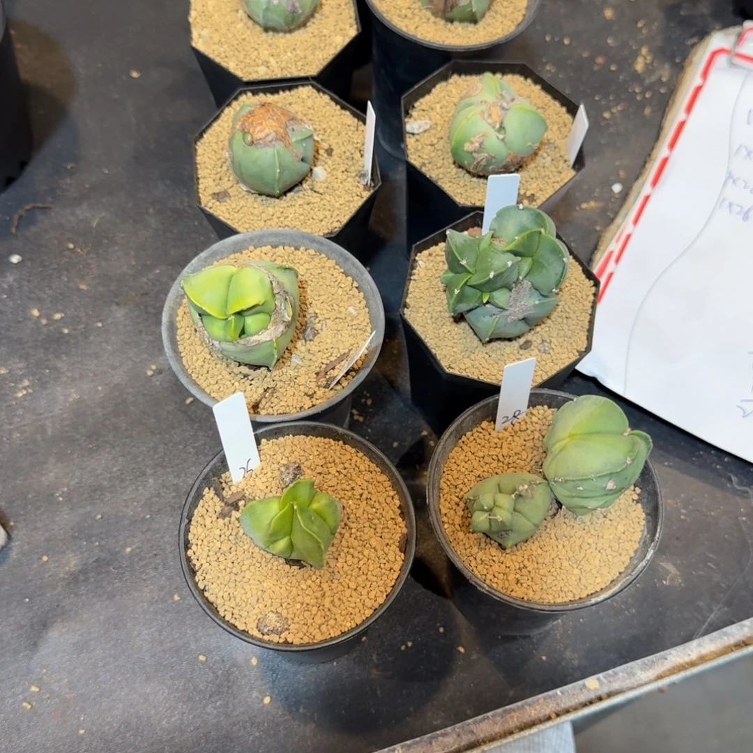 a***i实生9颗怪怪球哈哈