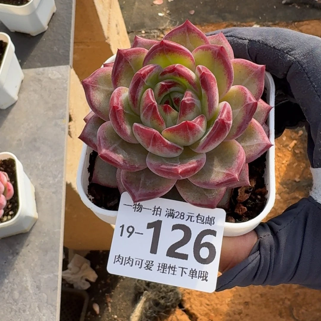 黑武士无盆土发货无