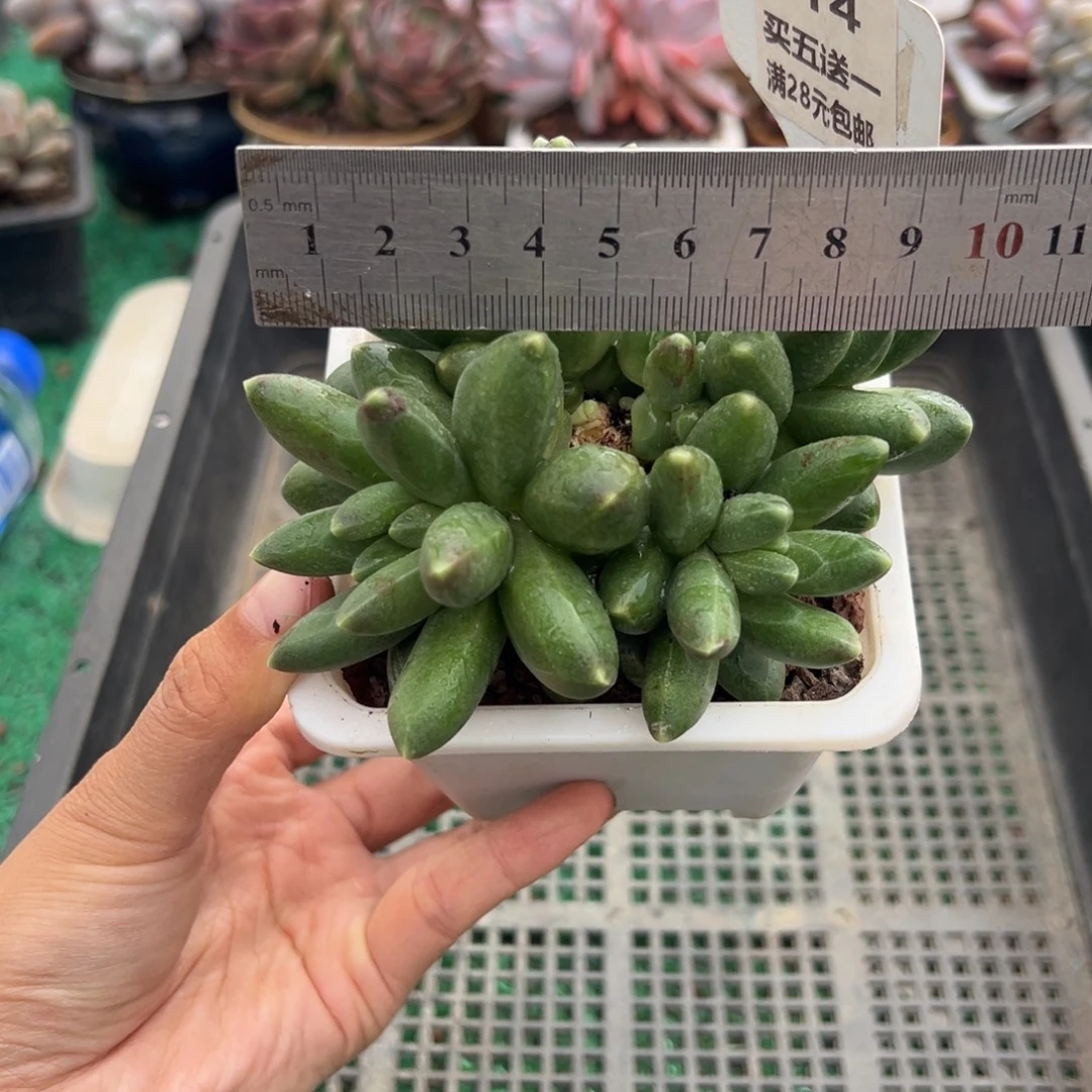 表妹精品多肉植物114.