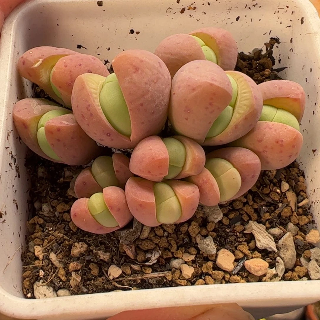 016多肉植物组合