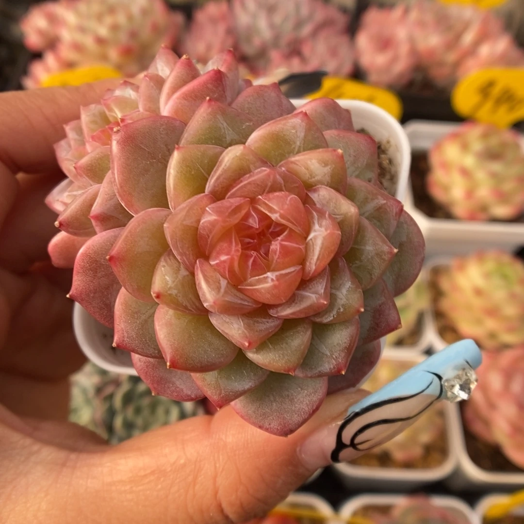 粉钻心珍妮可拍305号。