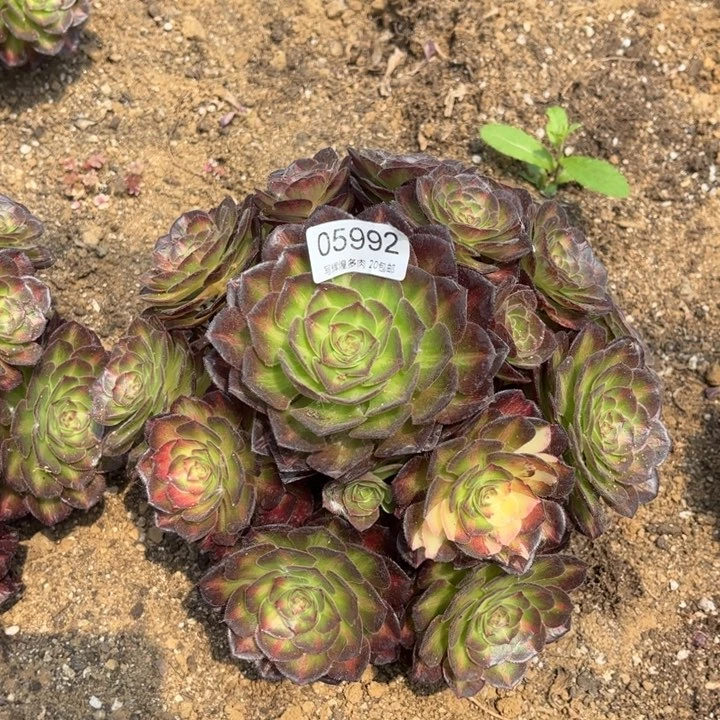 05992海王七彩多肉植物