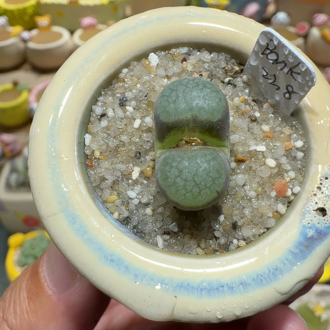 蘑菇1296班克磁铁多肉植物