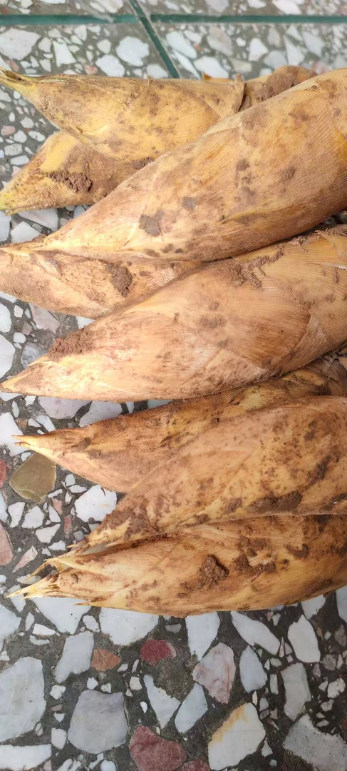 2025年新鲜现挖楠竹笋（冬笋）