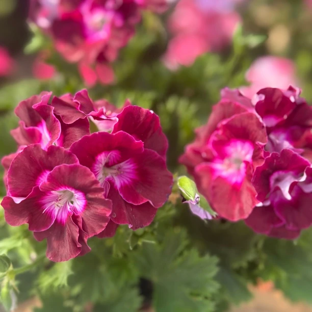 雅典娜盆栽蝴蝶梅天竺葵大花天好养包