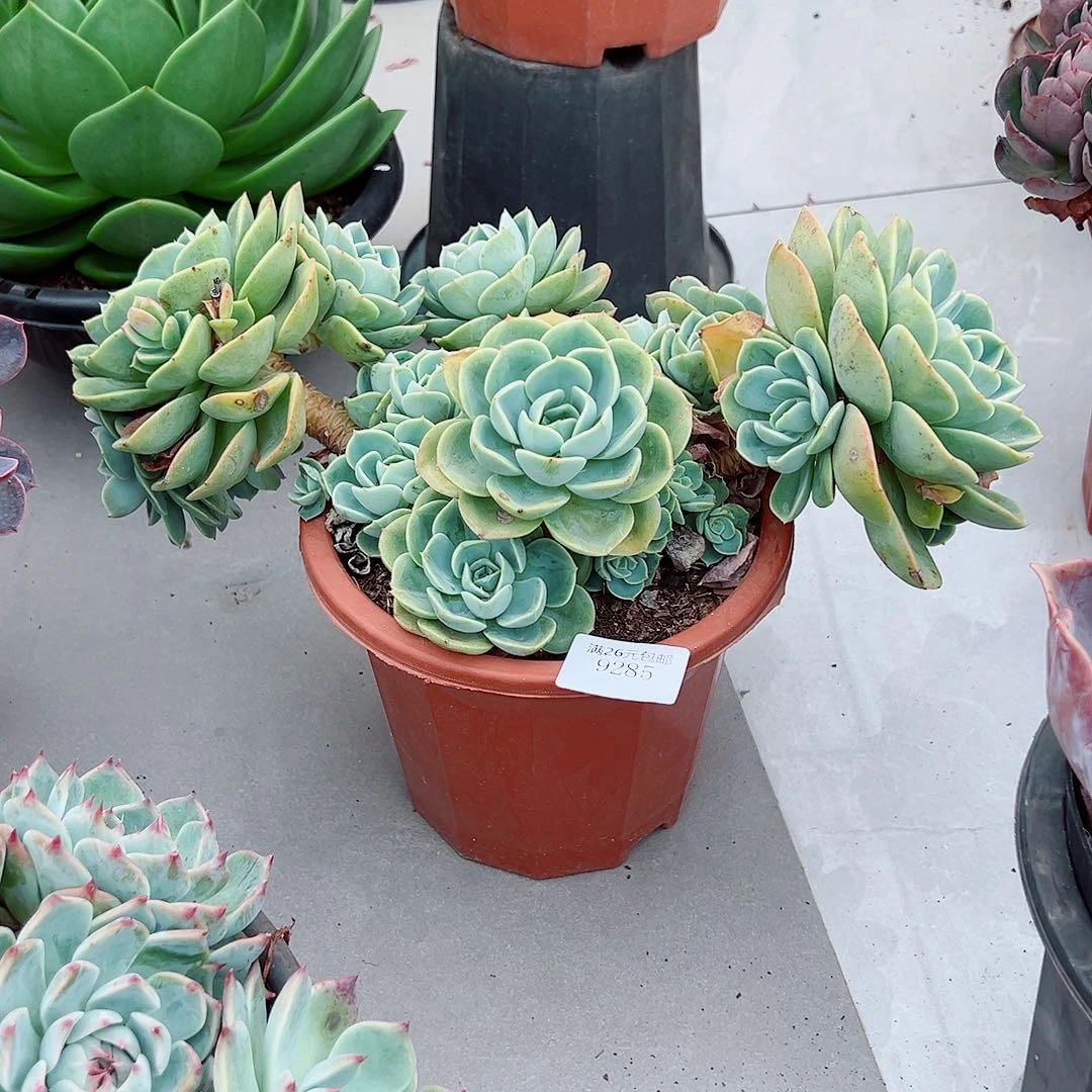 D***29285哈密瓜多肉植物