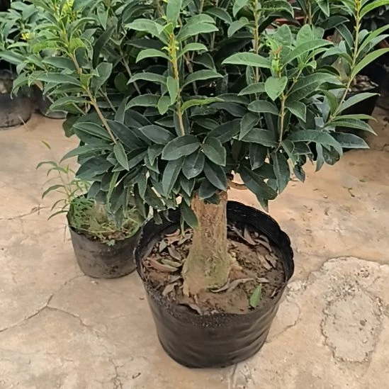 用***6完全开放四季桂花佛