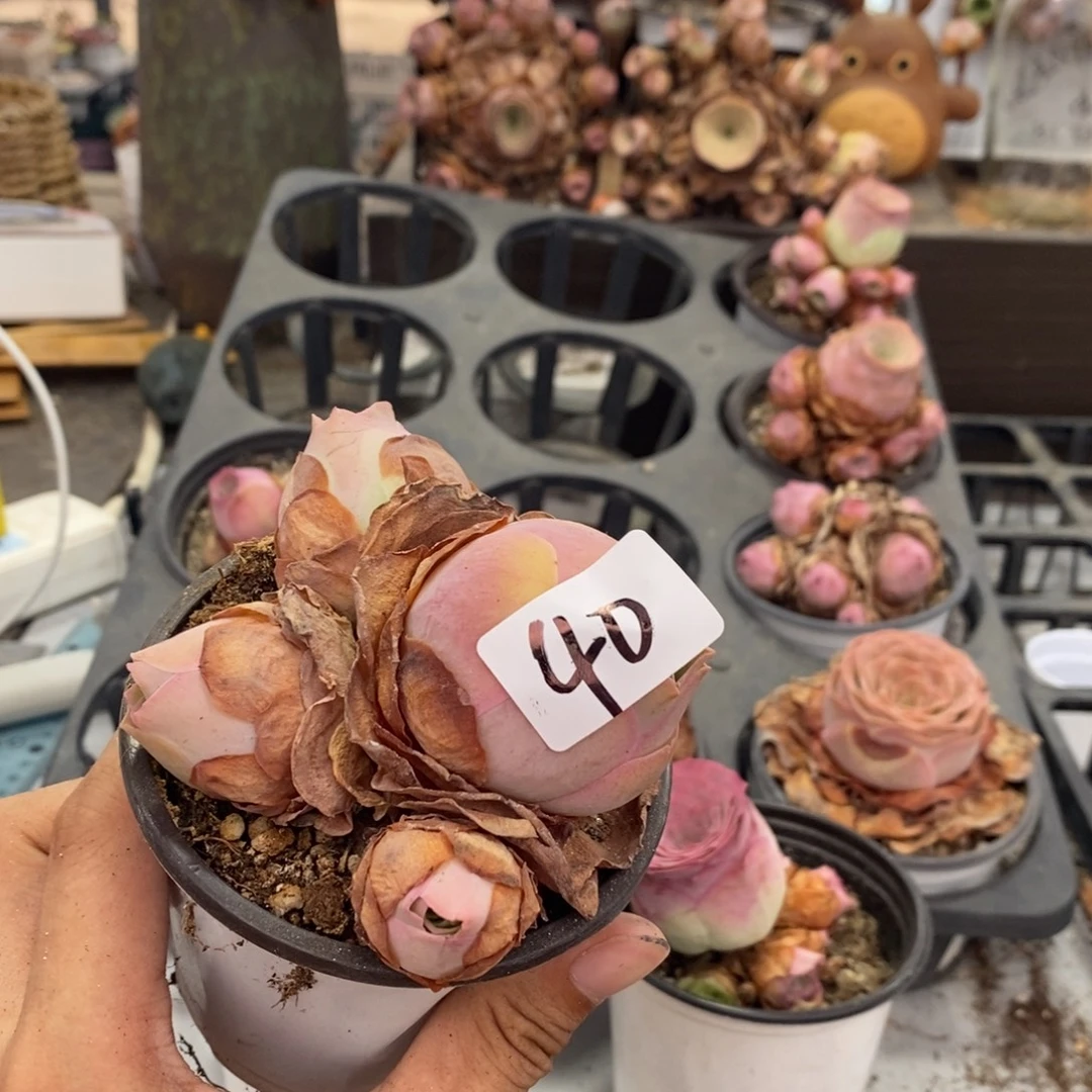 布***纺山地玫瑰000000040