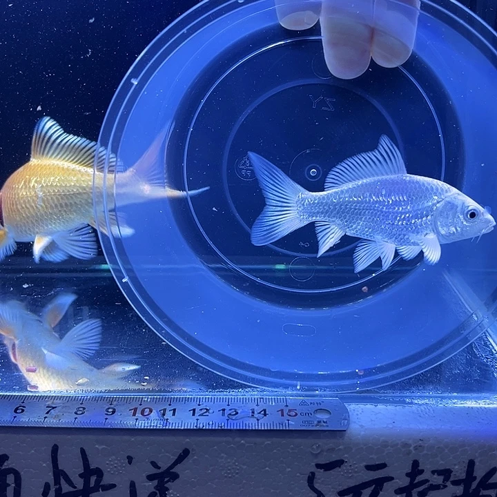 ****爱蝴蝶鲤鱼2号蝴蝶鲤白色