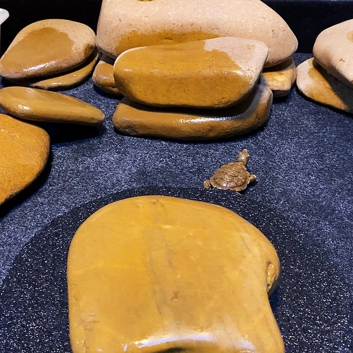 【闪购商品】佳**度乌龟爬台石