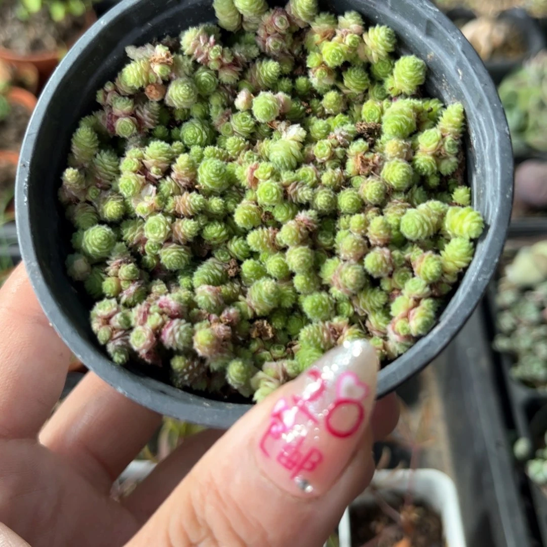 佛地魔单头发货有根