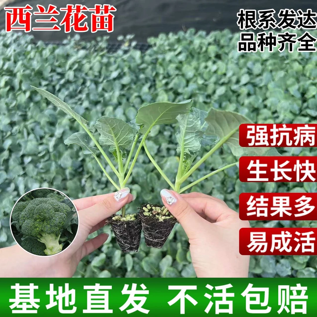 西有机西兰花白花菜秧苗蔬菜苗西蓝花大苗四季阳台盆栽种子菜种苗