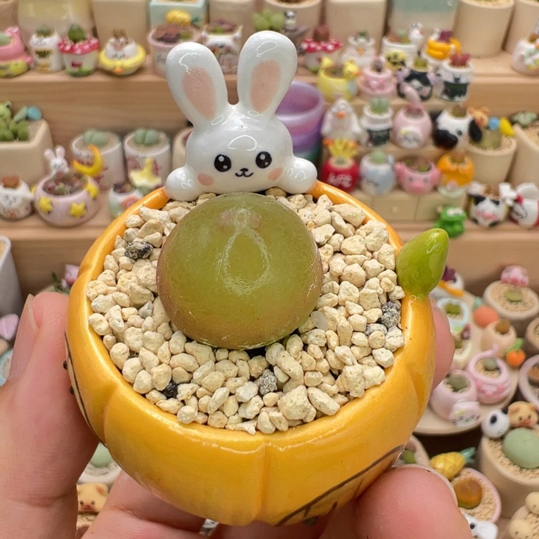 多肉植物23号灯泡