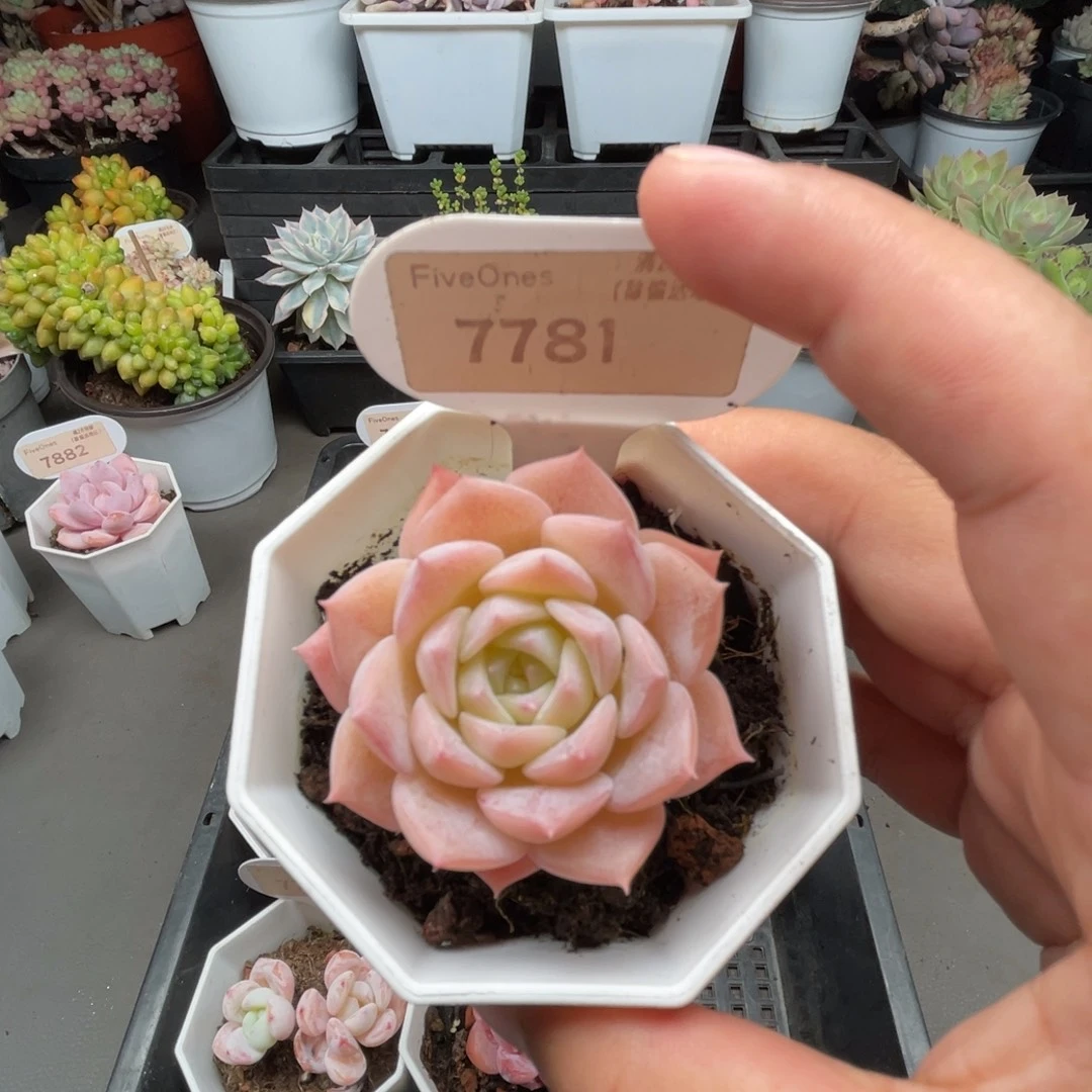 7781冰贵妃 4.5厘米