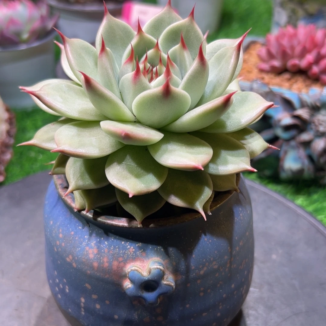 托斯卡纳利，一物一拍。