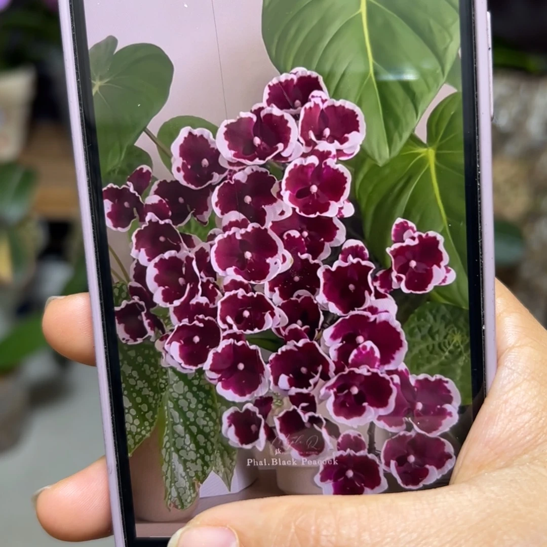 当前无花栽培后可以开花黑白郎君抽梗