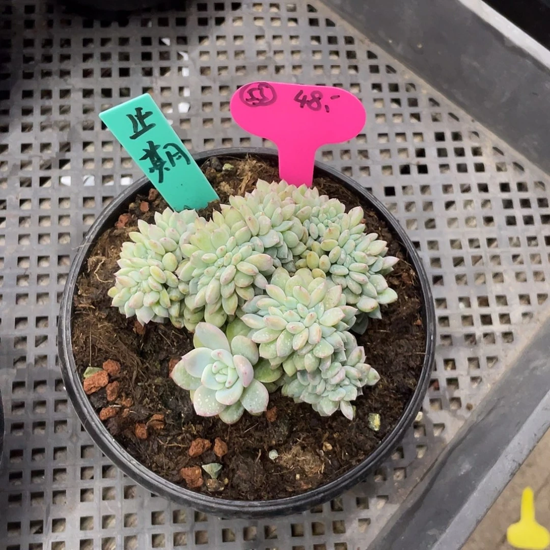 止***期多肉星影缀，默认底切