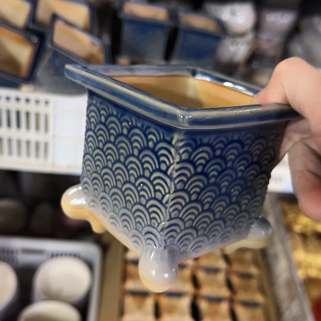 福利局绿植多肉盆［凑9元包邮24小时发］