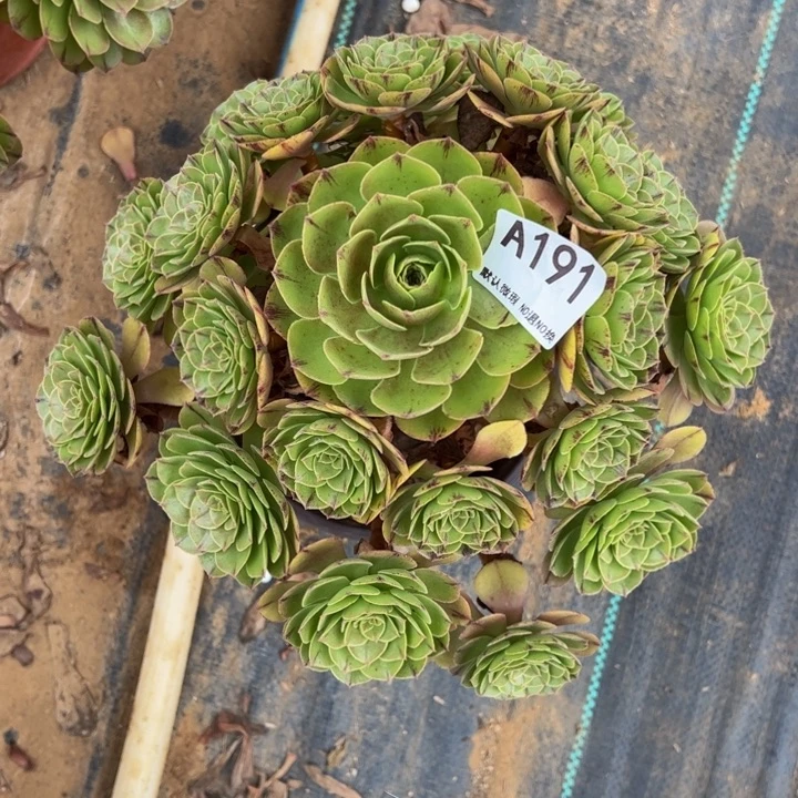 万拉丝多肉植物191.