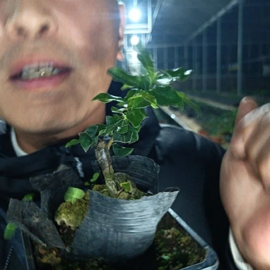 无花朵金弹子血砖043