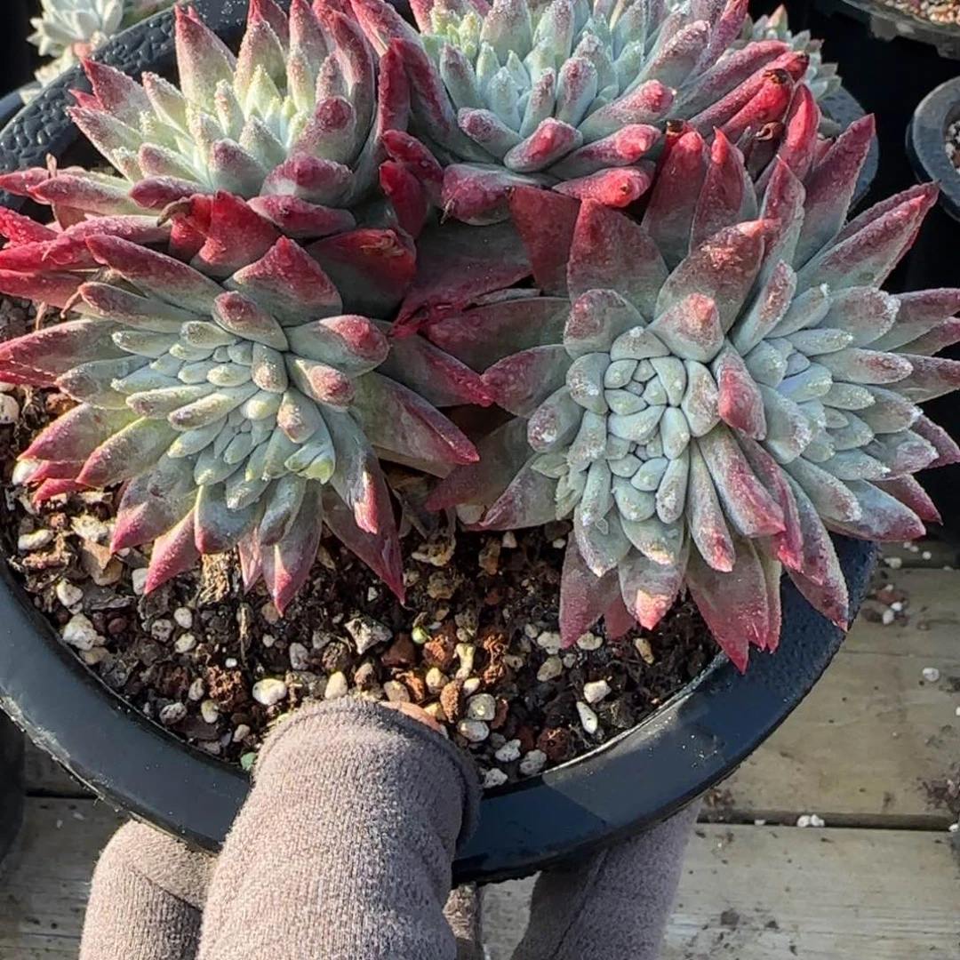 啡****花20250202z多肉啡尔姐