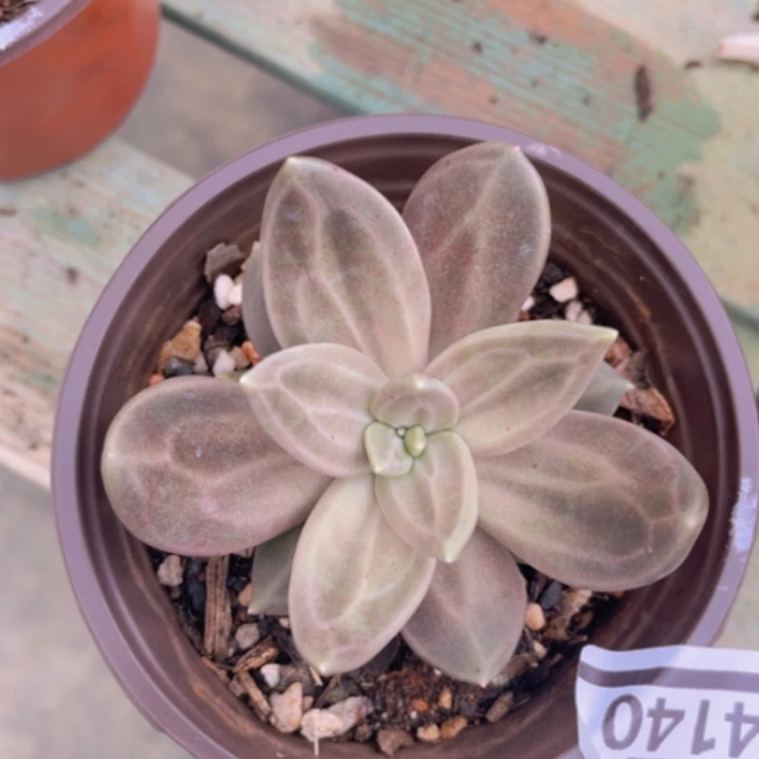 【闪购商品】惜春04140