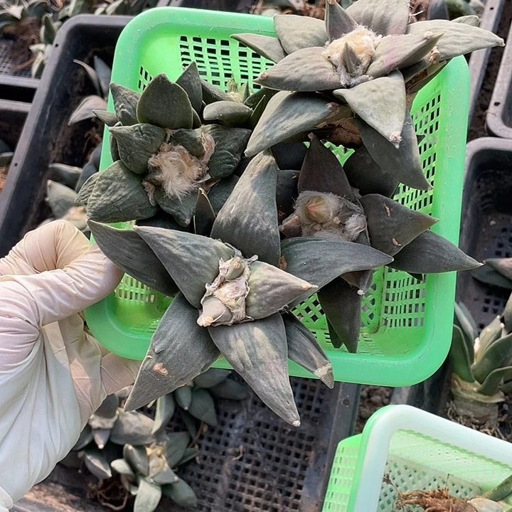 实生牡丹5颗特价不退换