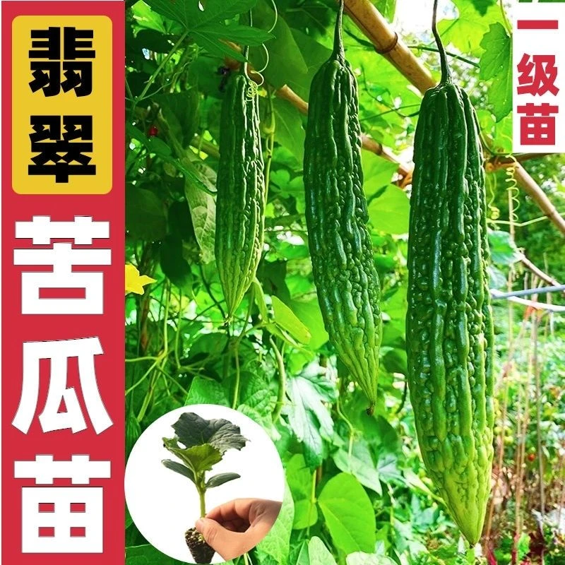 苦瓜苗带土苦瓜秧苗高产阳台盆栽庭院菜地生长快四季蔬菜苦瓜秧苗