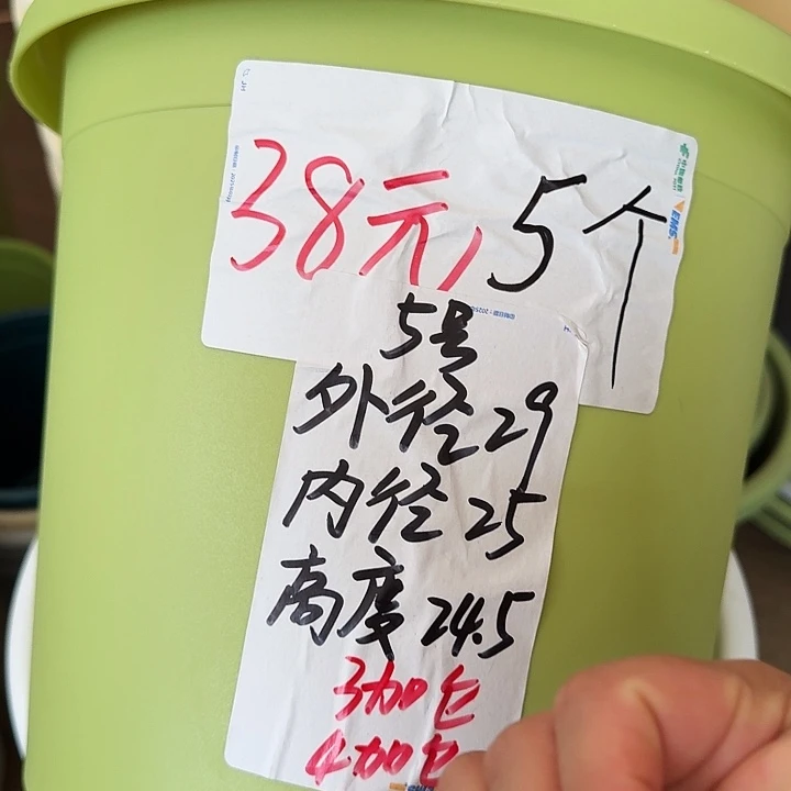 四季5号果绿无托6个特价微瑕