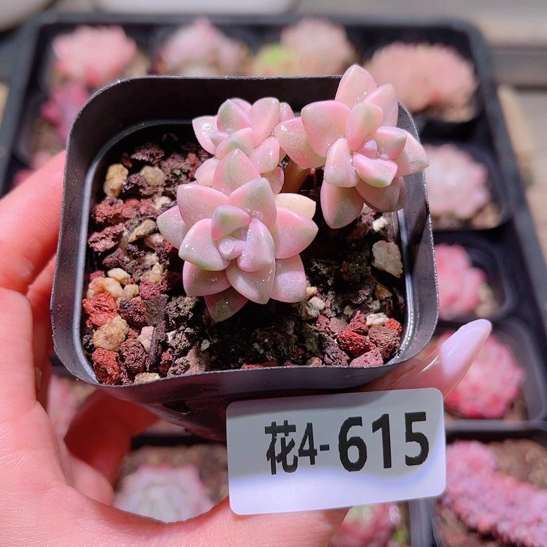 花利美4-615美杏锦