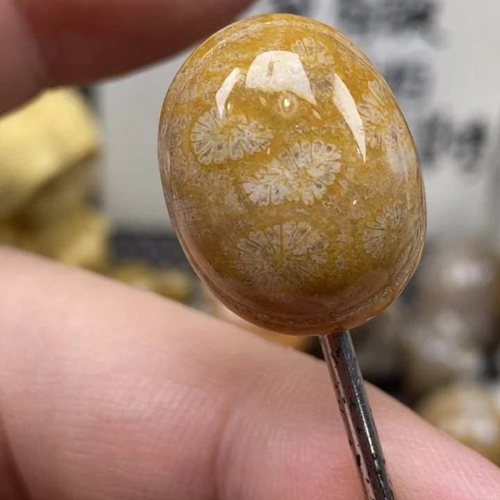 硅化珊瑚（珊瑚玉）未镶嵌颈饰