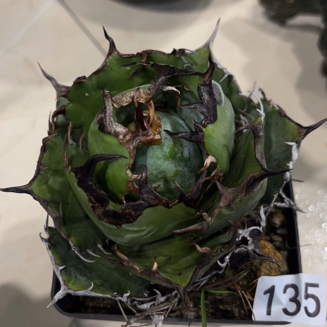 C***X135白鲸龙舌兰植物脱土发货