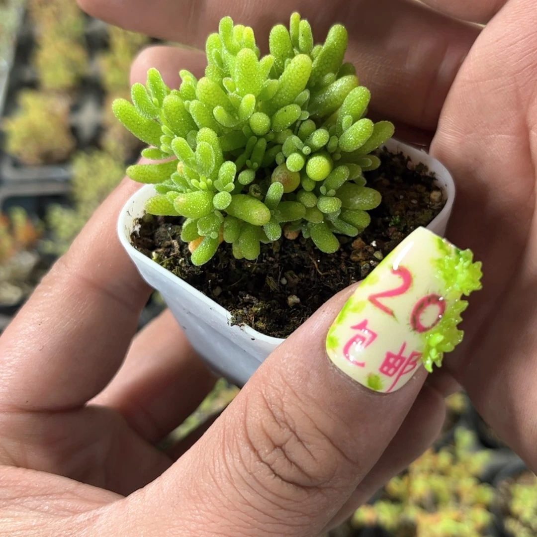 蜜叶糖果单头发货有根发货