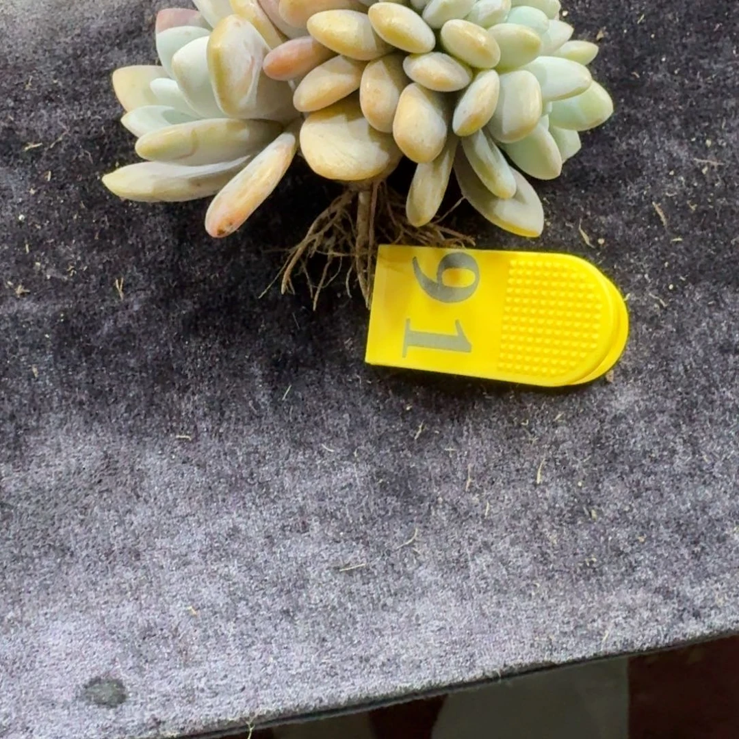 叶插粉兔缀化一物一拍91
