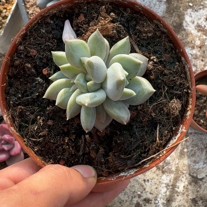 邀约仙子新号福利价