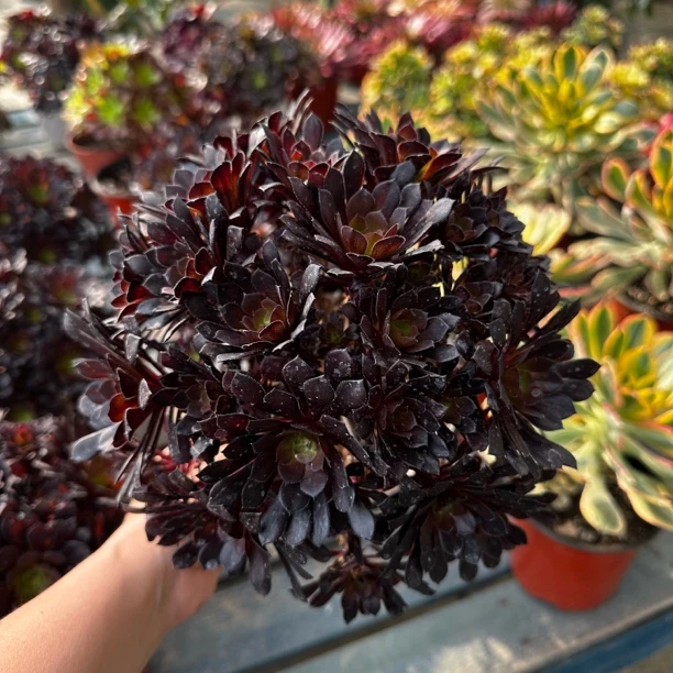 多肉植物法师系列 黑铜壶小老桩（冠幅14 高17）