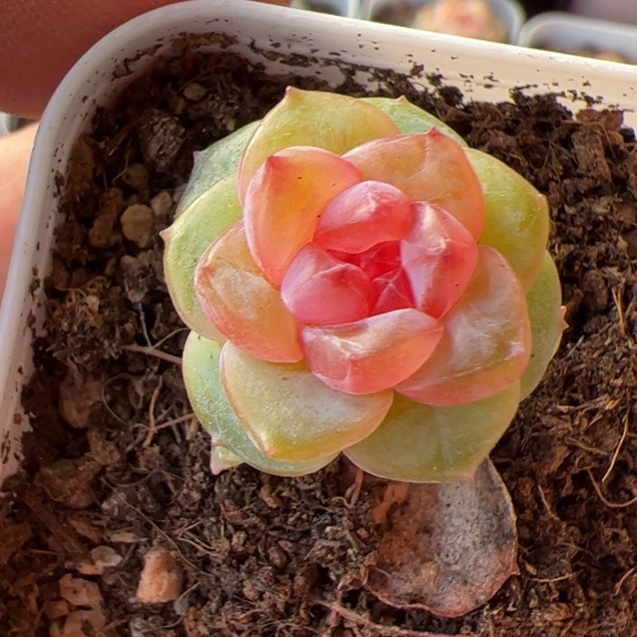 一物一拍，精品糖心