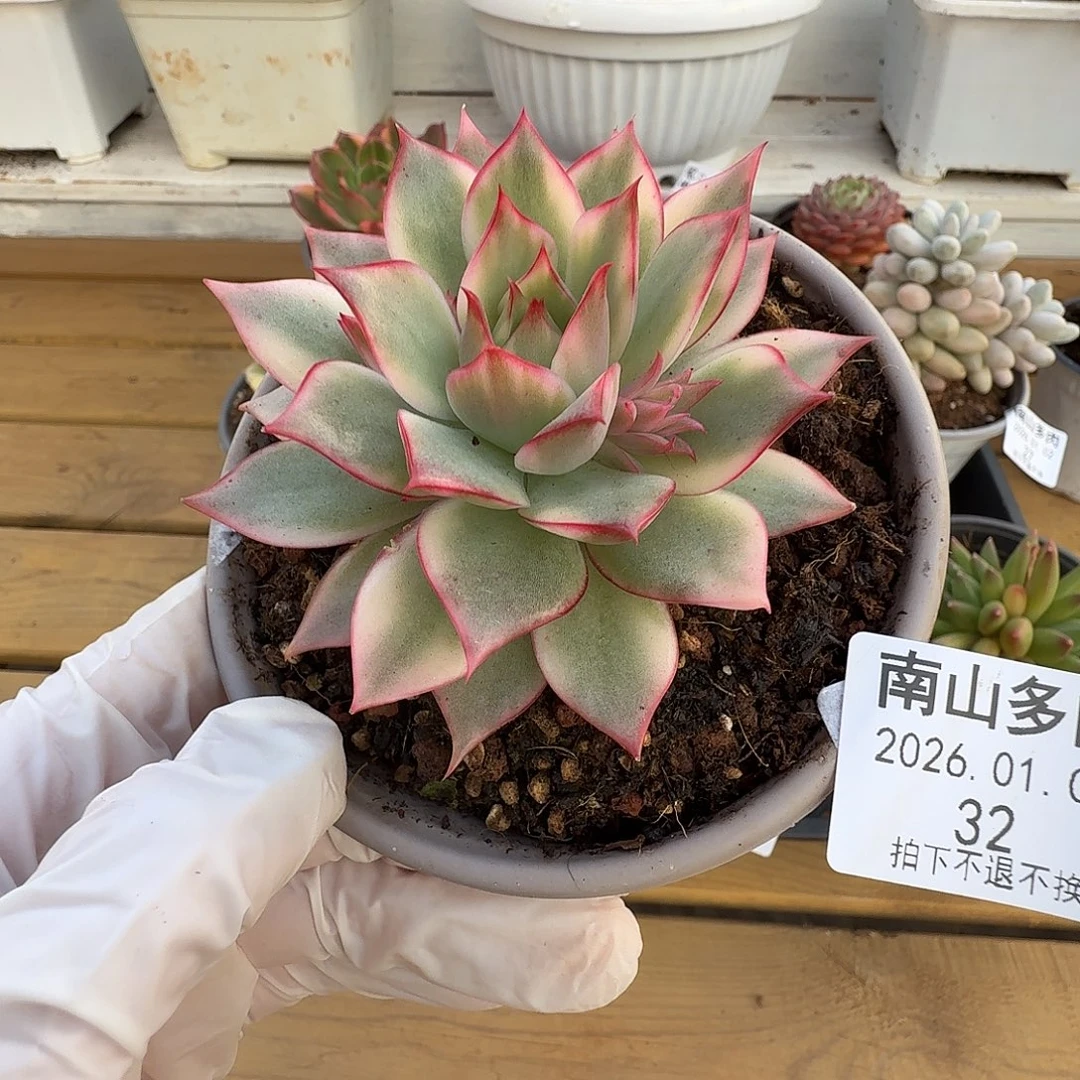 宝莲灯锦111102-32