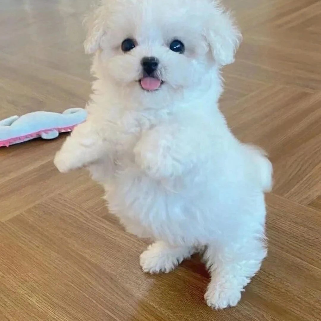 直播间挑选幼犬狗狗