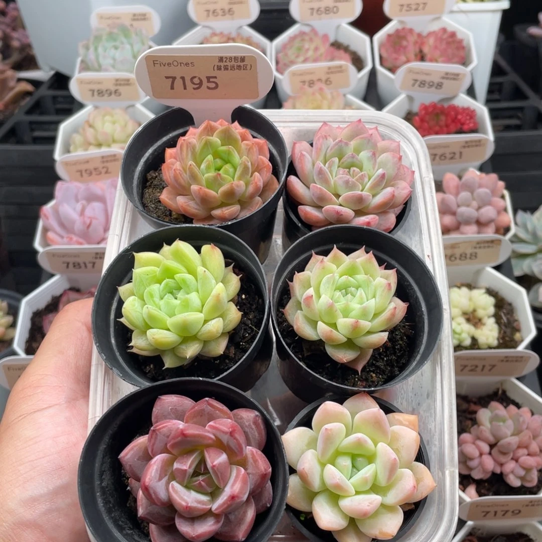 组合套餐共6颗7195