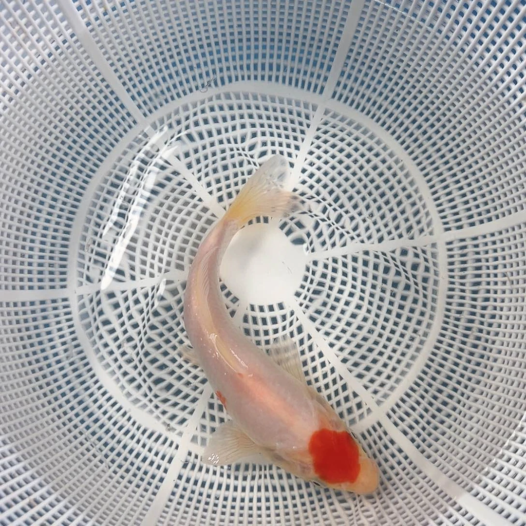 锦鲤鑫泓锦鲤养殖基地