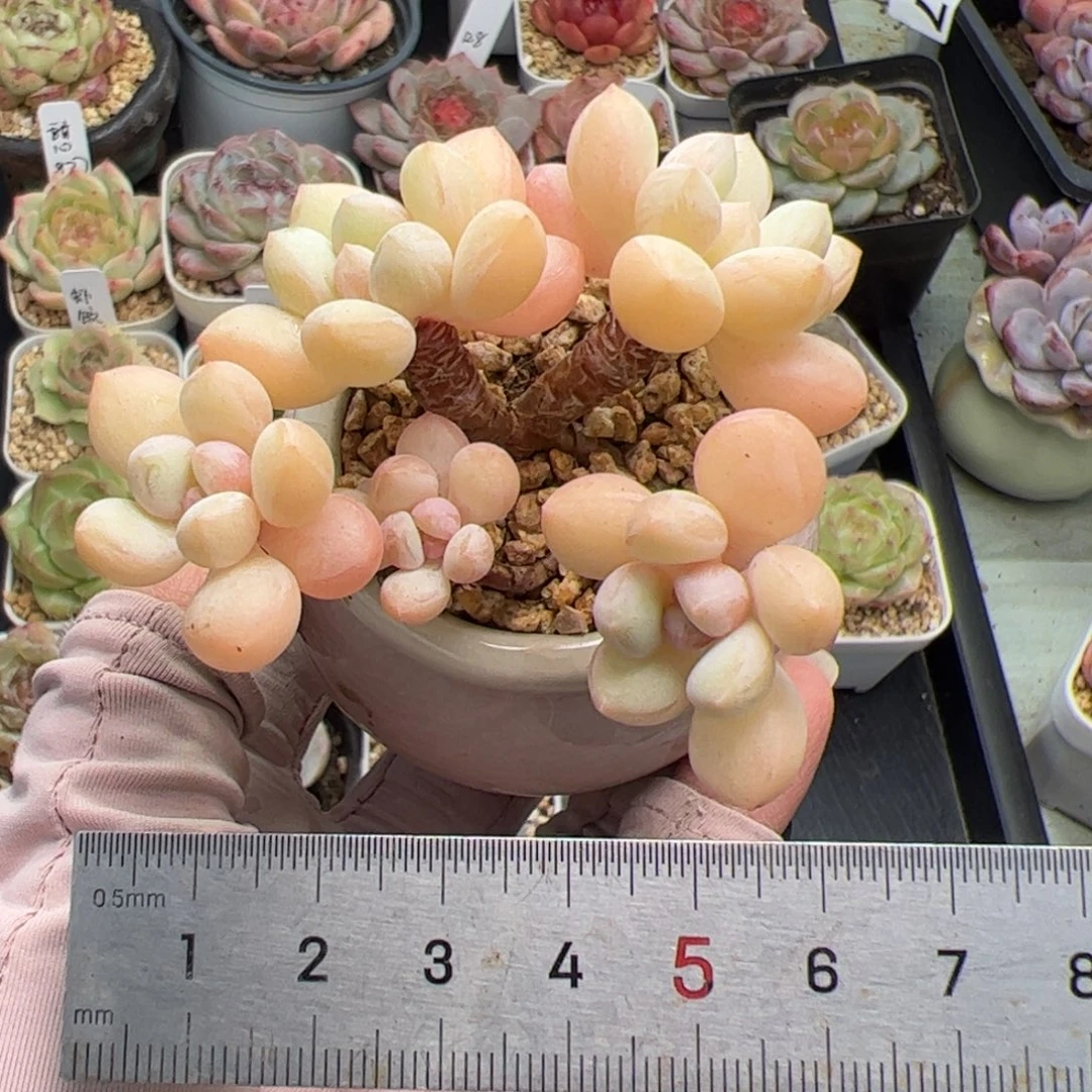 209多肉植物组合盆栽