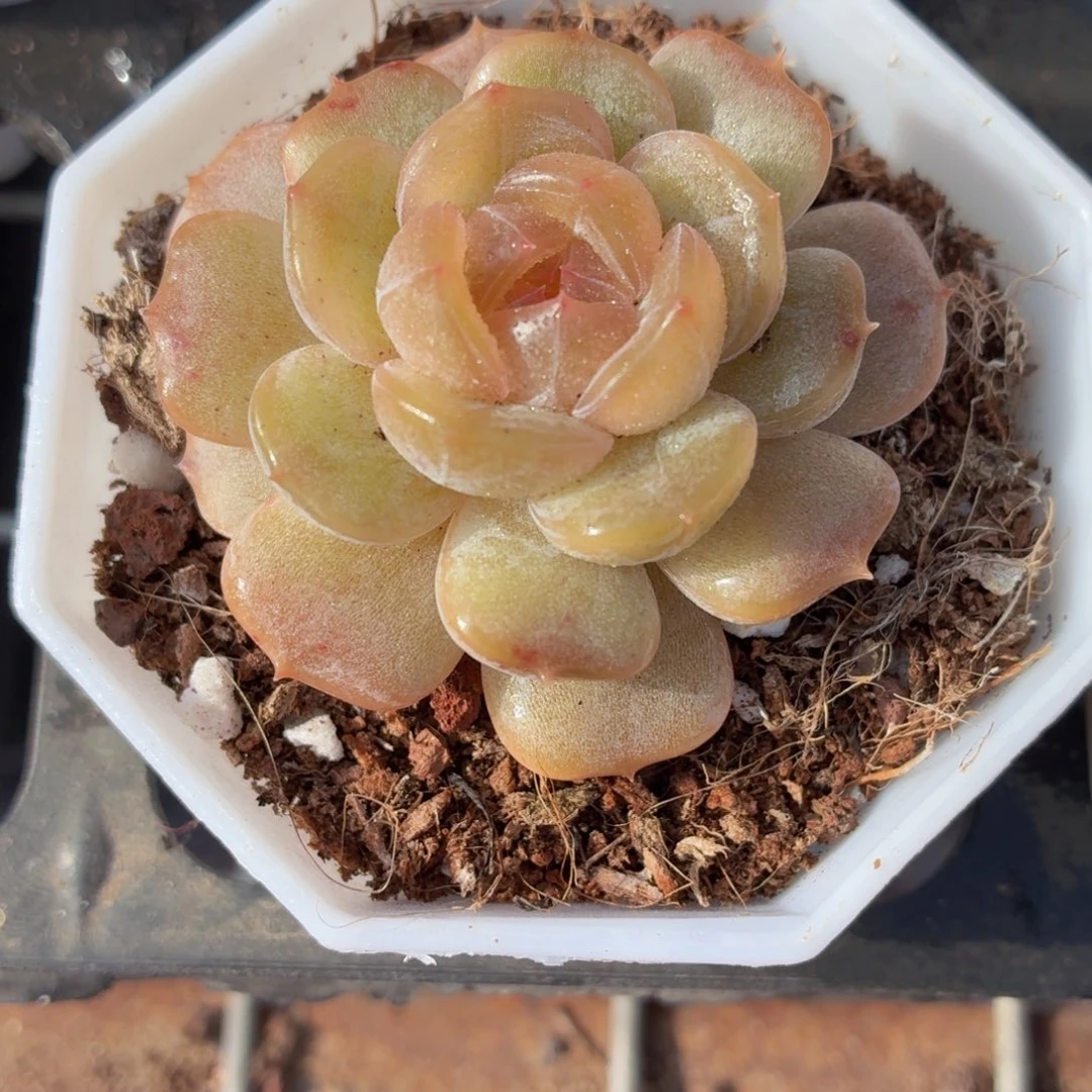 白色恋人多肉9.9包邮发货