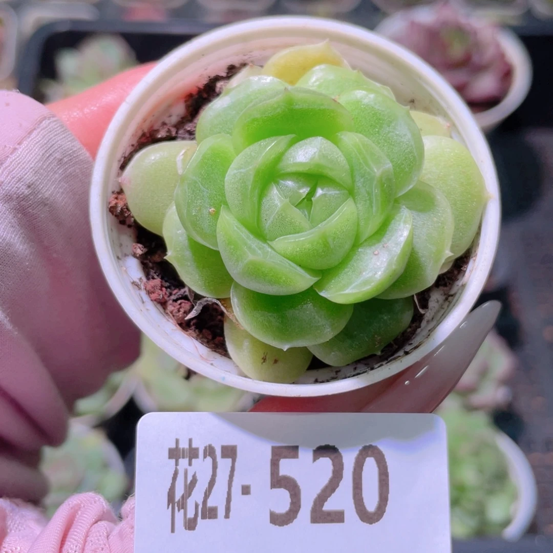 花利美27-520新品